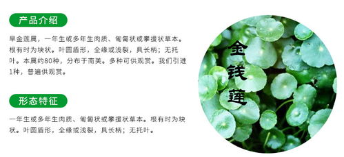 云南金线莲苗种植与贵州中科农经生物技术推广服务
